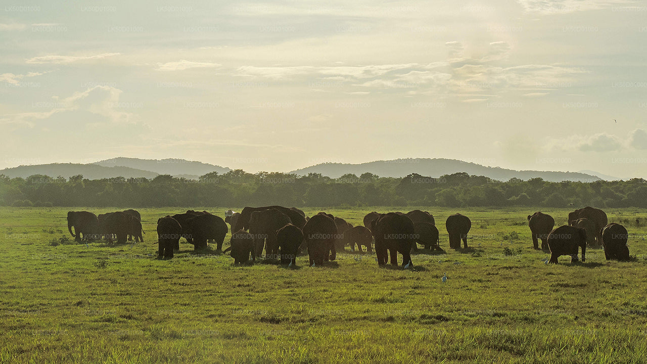 Kaudulla Milli Parkı Özel Safari