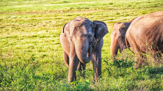 Hurulu Eco Park Safari From Polonnaruwa