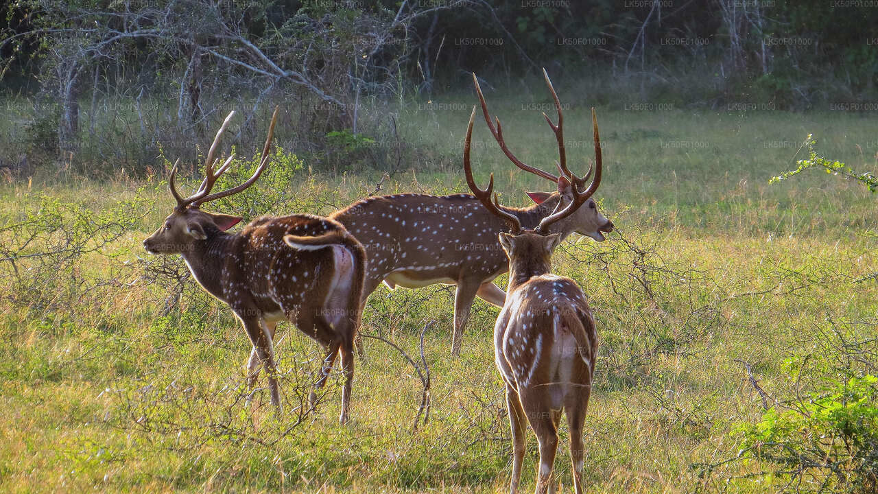 Wilpattu Milli Parkı Özel Safari