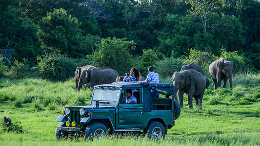 Bundala Milli Parkı Özel Safari