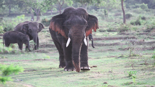 Kalawewa Milli Parkı Özel Safari
