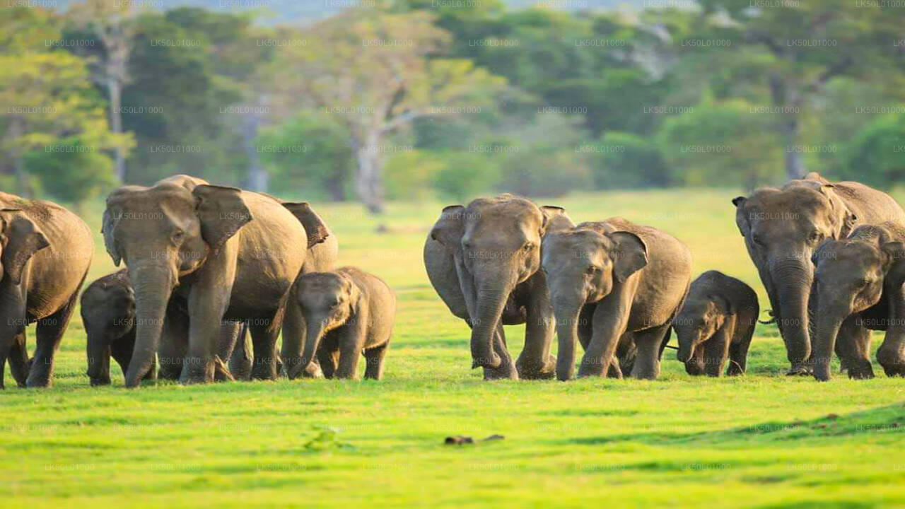 Kalawewa Milli Parkı Özel Safari