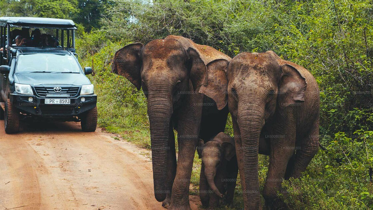 Mirissa'dan Udawalawe Milli Parkı Safari