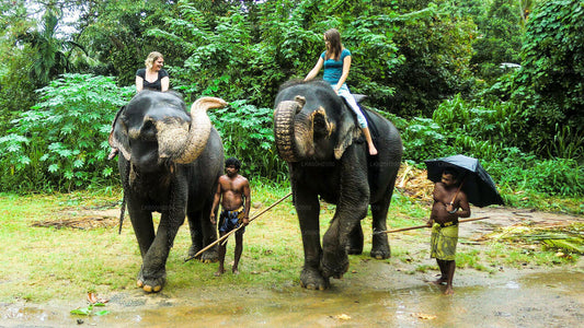 Colombo Havalimanı'ndan Millennium Elephant Foundation Ziyareti