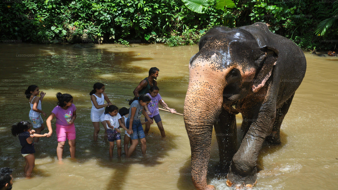 Colombo Havalimanı'ndan Millennium Elephant Foundation Ziyareti