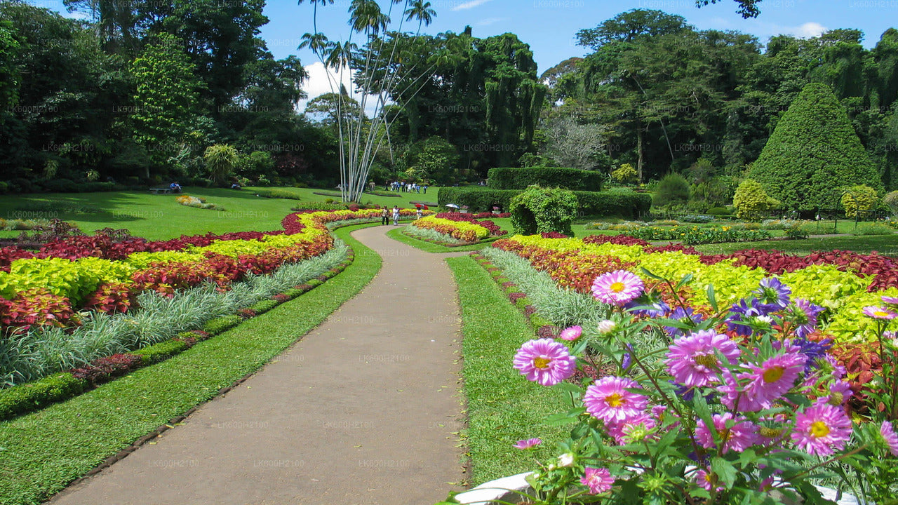 Kolombo"dan Kandy Şehir Turu ve Milenyum Fil Vakfı Ziyareti