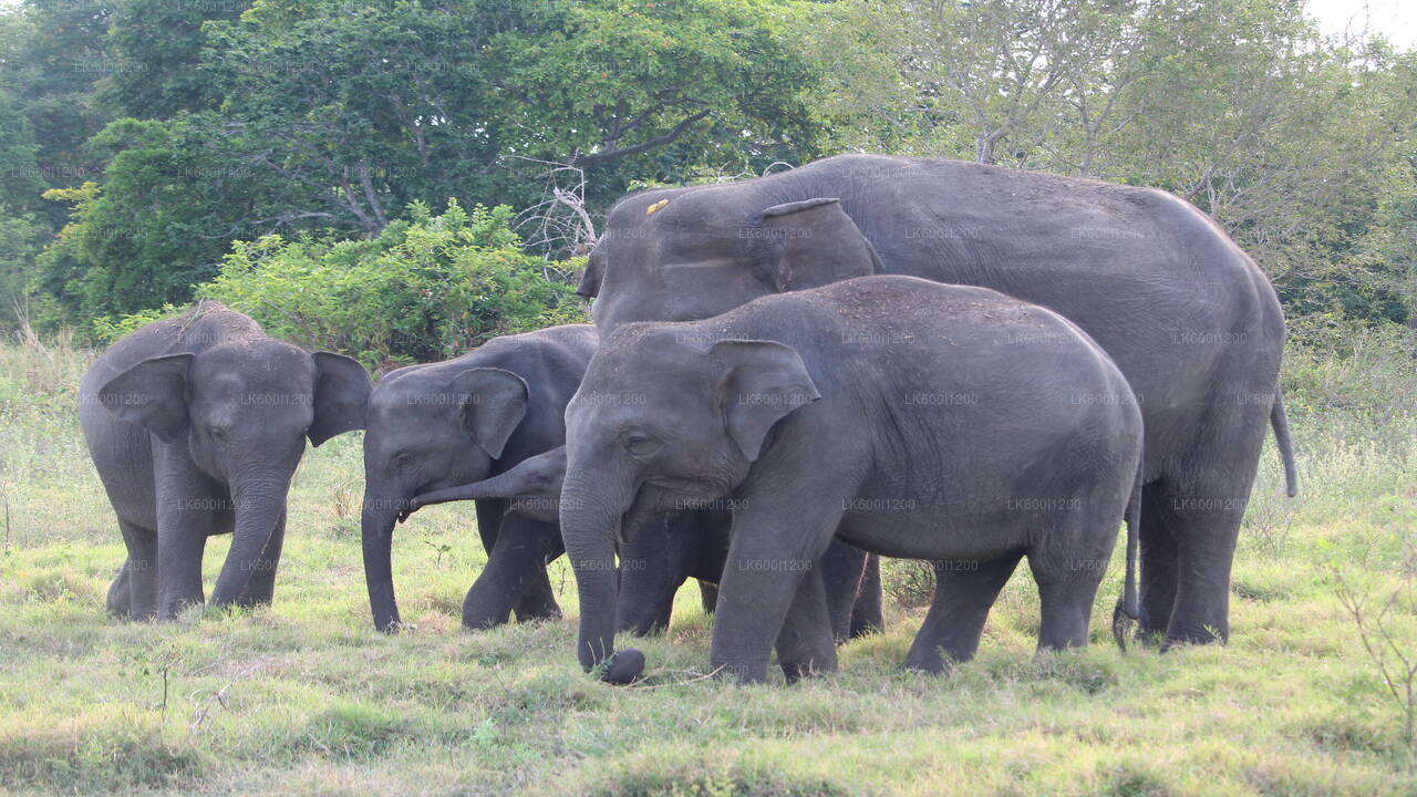 Dambulla'dan Sigiriya Kayası ve Vahşi Fil Safarisi