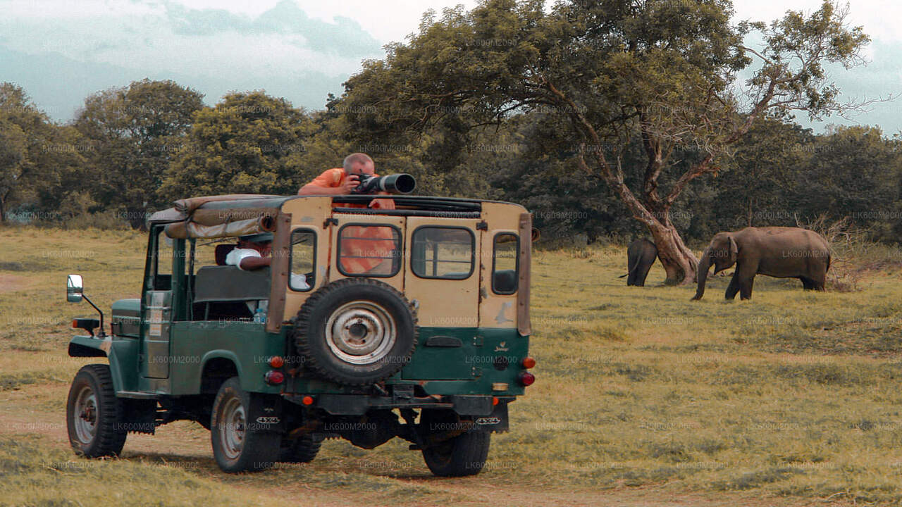 Ella'dan Udawalawe Ulusal Parkı Safari
