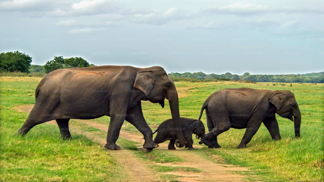 Habarana'dan Polonnaruwa Antik Krallık ve Vahşi Fil Safari