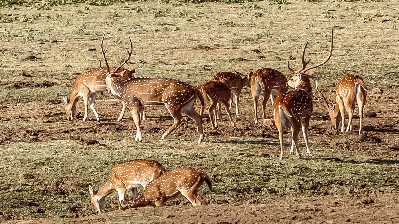 Hikkaduwa'dan Udawalawe Milli Parkı Safari
