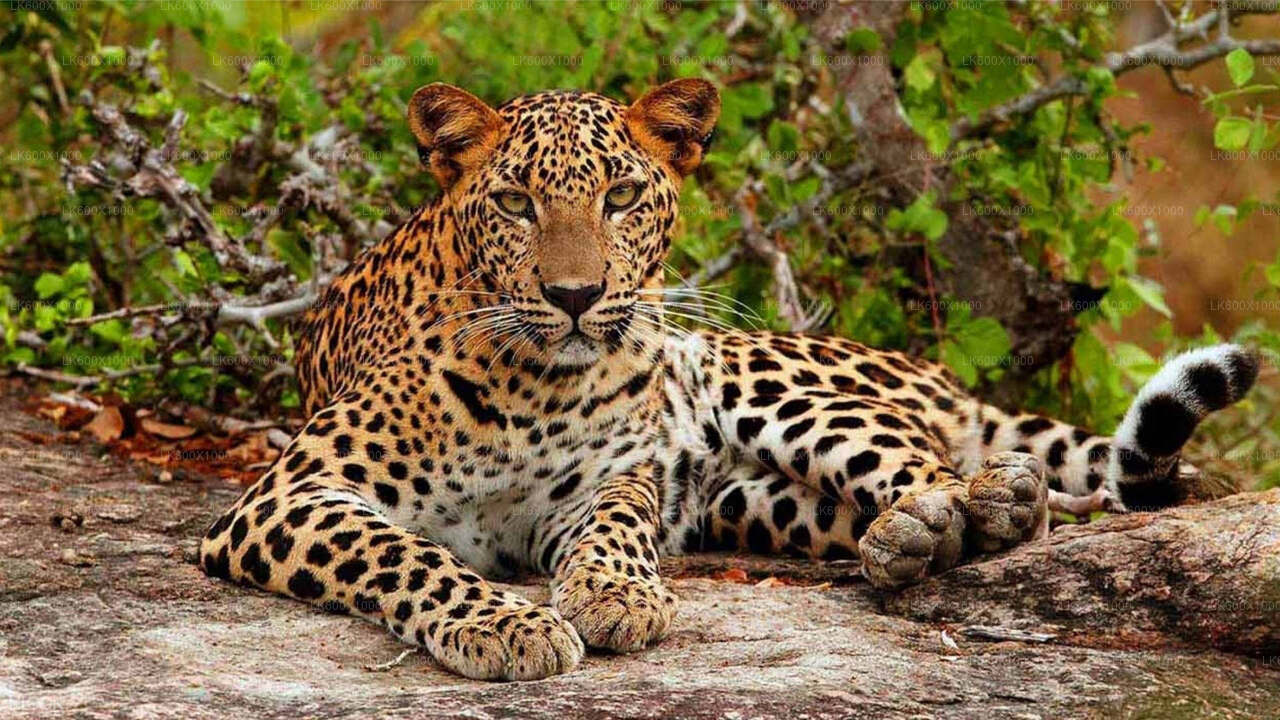 Hikkaduwa'dan Yala Milli Parkı Safari