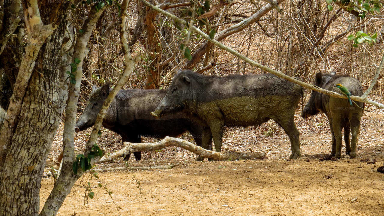 Hikkaduwa'dan Yala Milli Parkı Safari