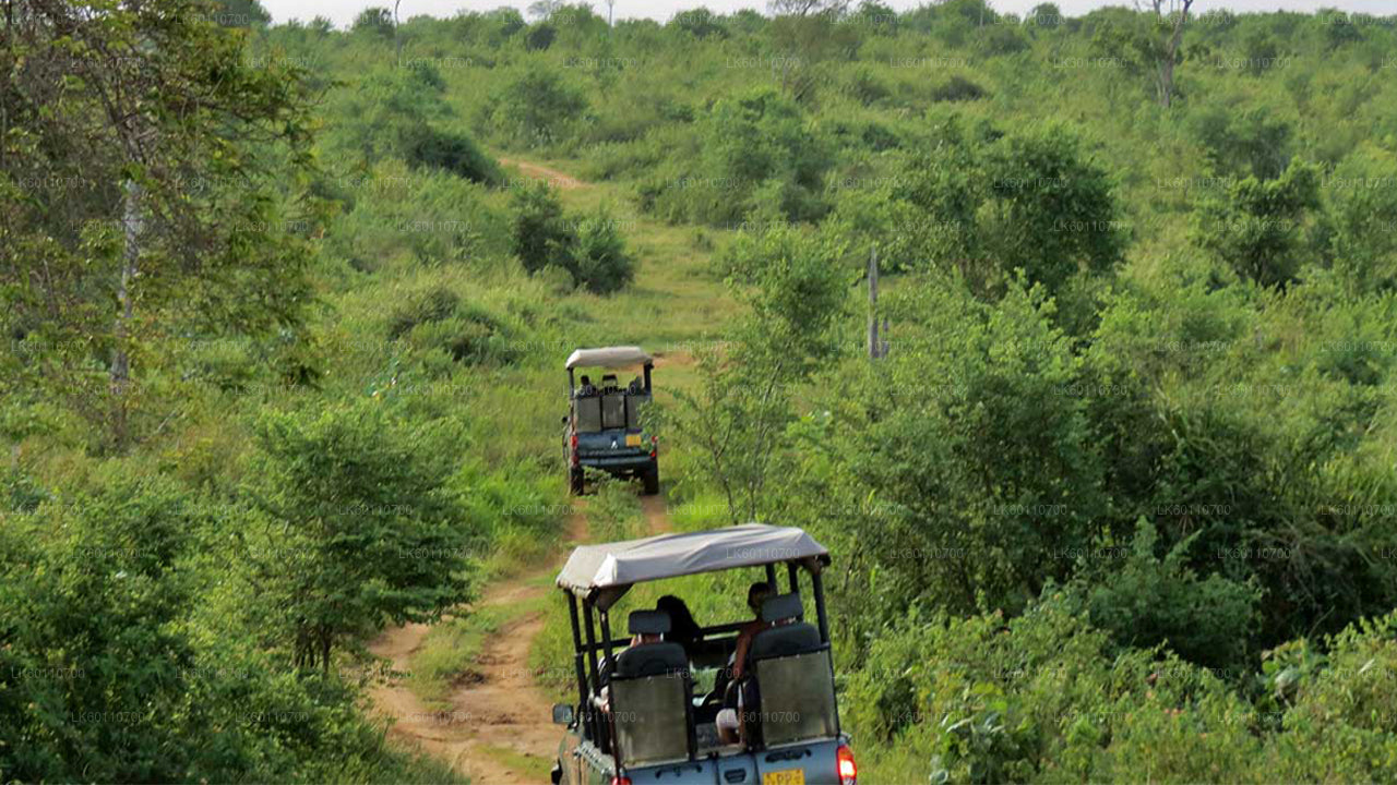Hikkaduwa'dan Udawalawe Milli Parkı Safari