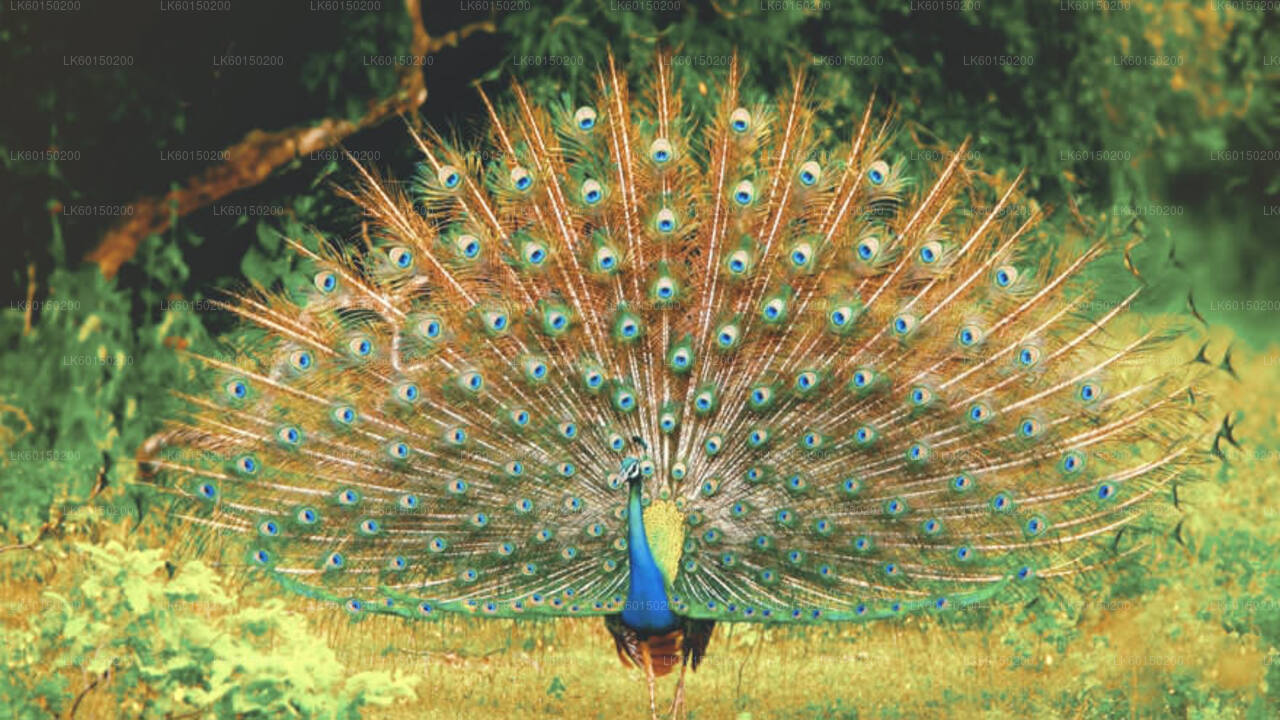Tangalle'den Udawalawe Milli Parkı Safari