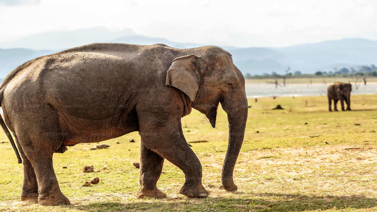 Tangalle'den Udawalawe Milli Parkı Safari