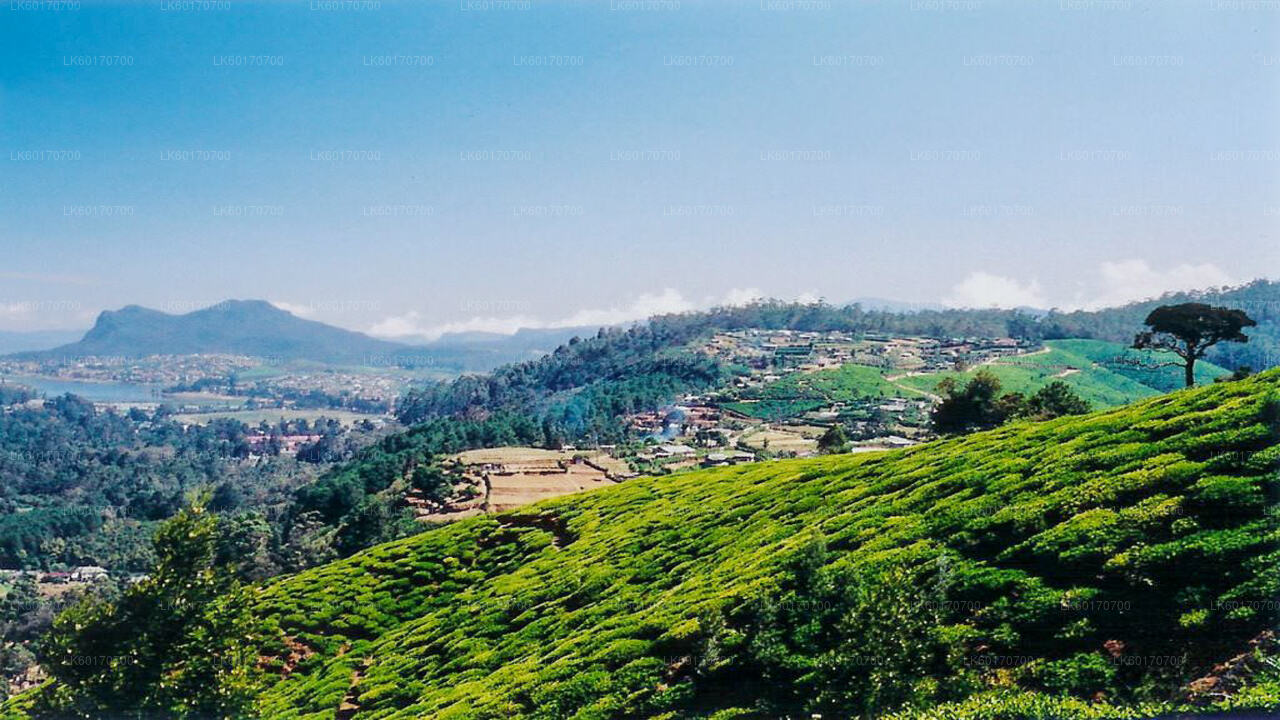 Kandy'den Central Highlands Peak Point