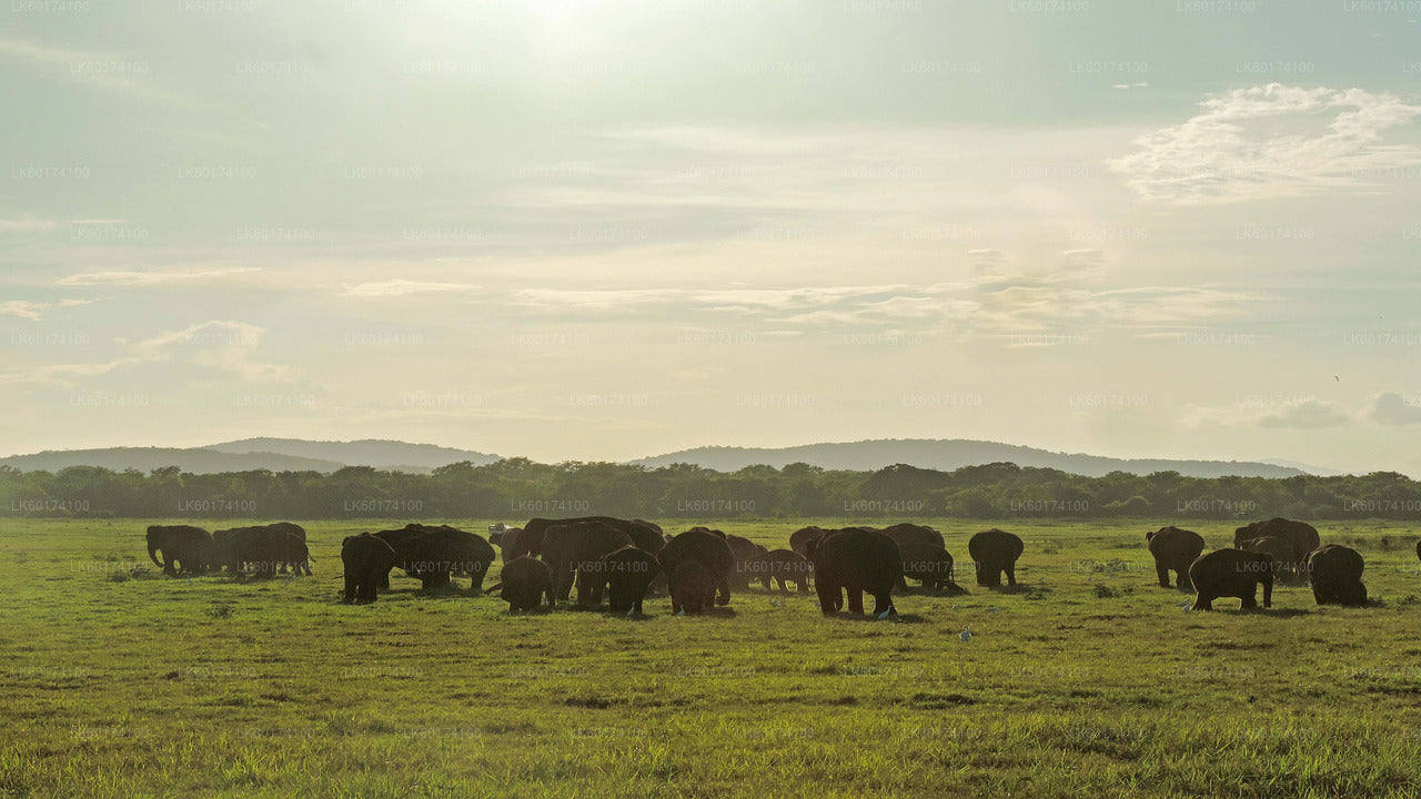 Kandy'den Kaudulla Milli Parkı Safari