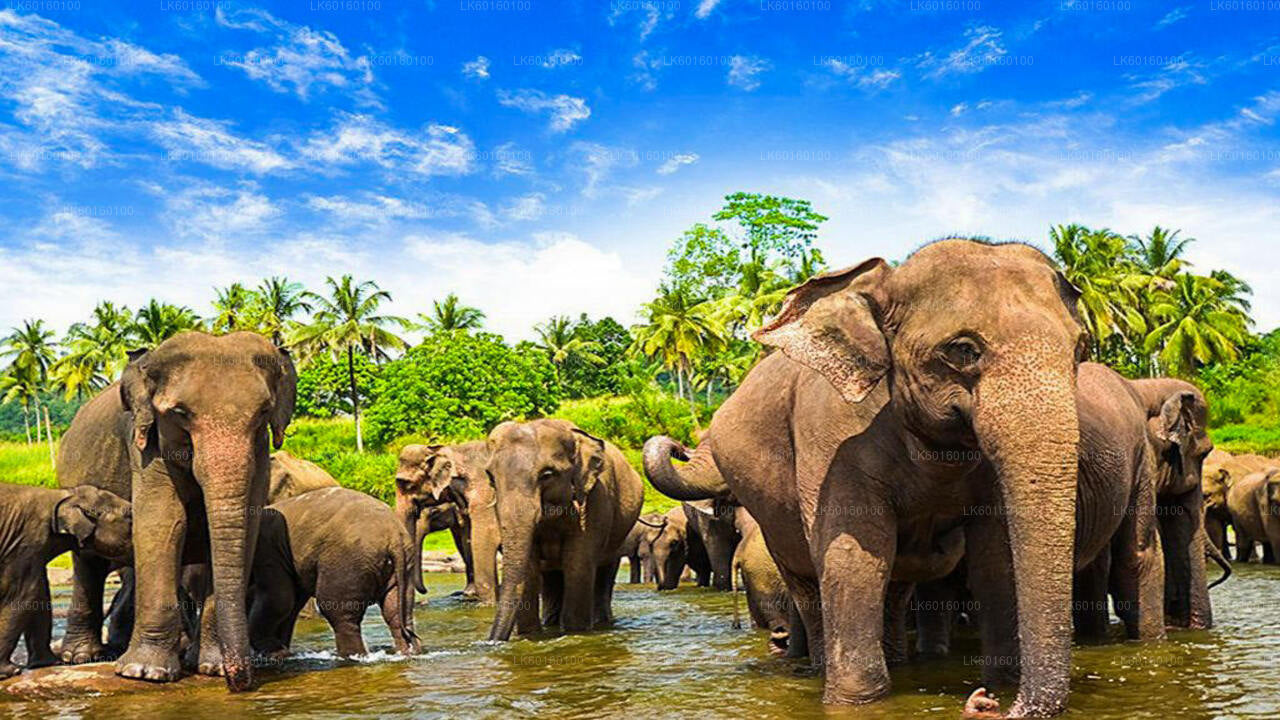 Colombo"dan Pinnawala ve Kandy Turu