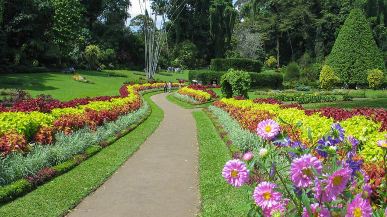 Colombo"dan Pinnawala ve Kandy Turu