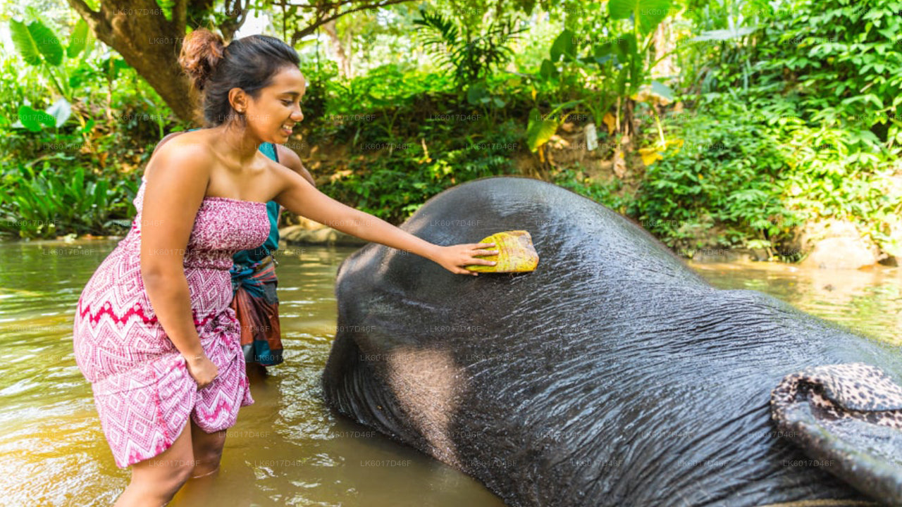 Colombo'dan Milenyum Fil Vakfı
