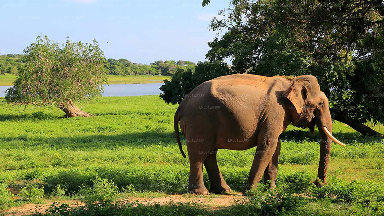 Koggala'dan Bundala Milli Parkı Safari