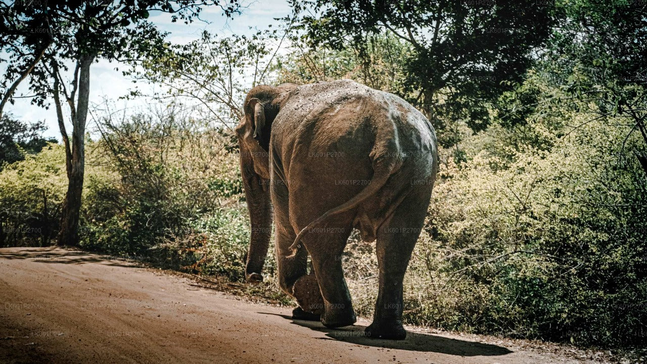 Negombo'dan Sigiriya Kaya ve Vahşi Fil Safari