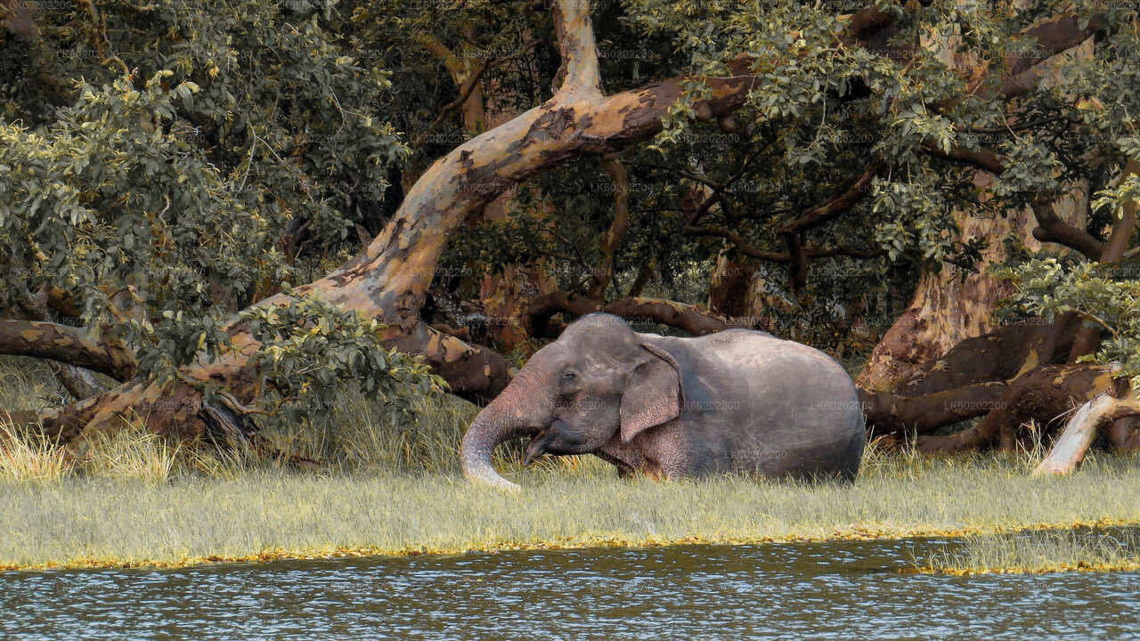 Sigiriya'dan Wilpattu Milli Parkı Safari