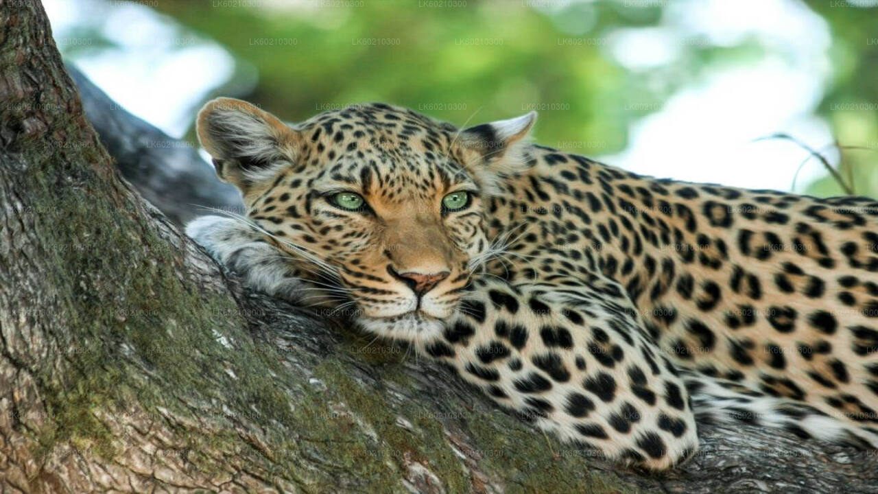 Tangalle'den Yala Milli Parkı Safari