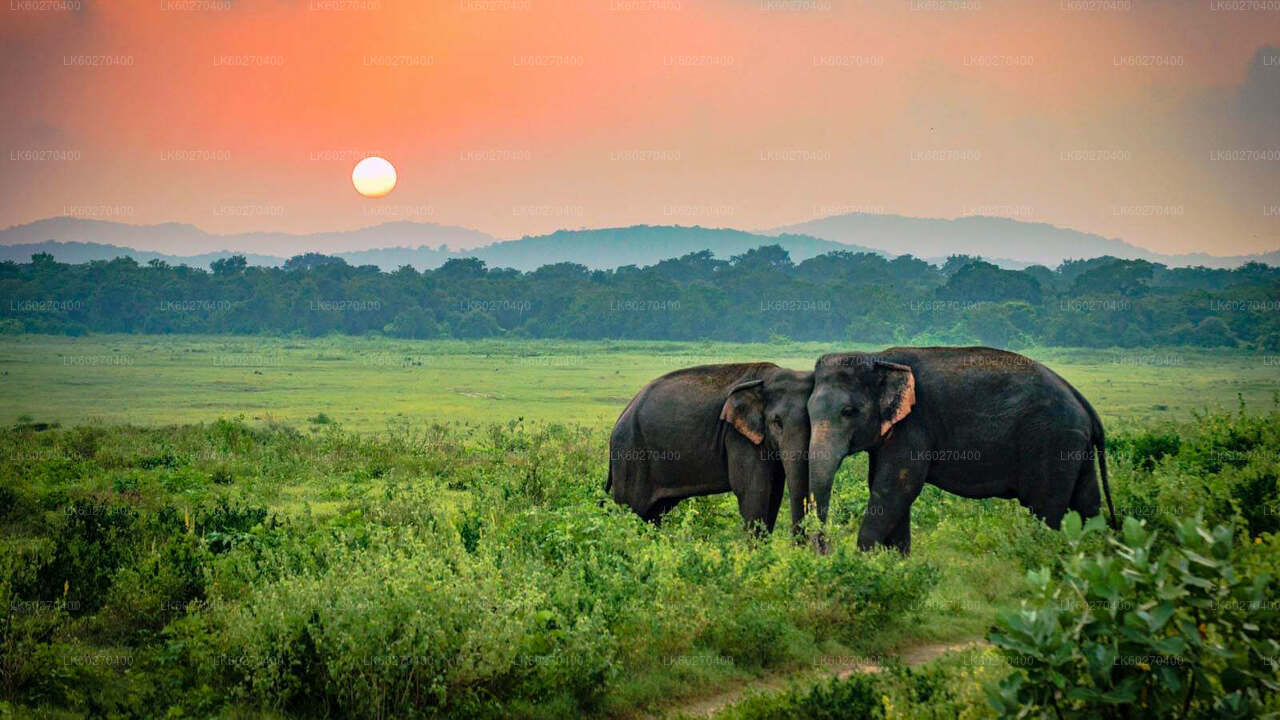 Dikwella'dan Udawalawe Milli Parkı Safari