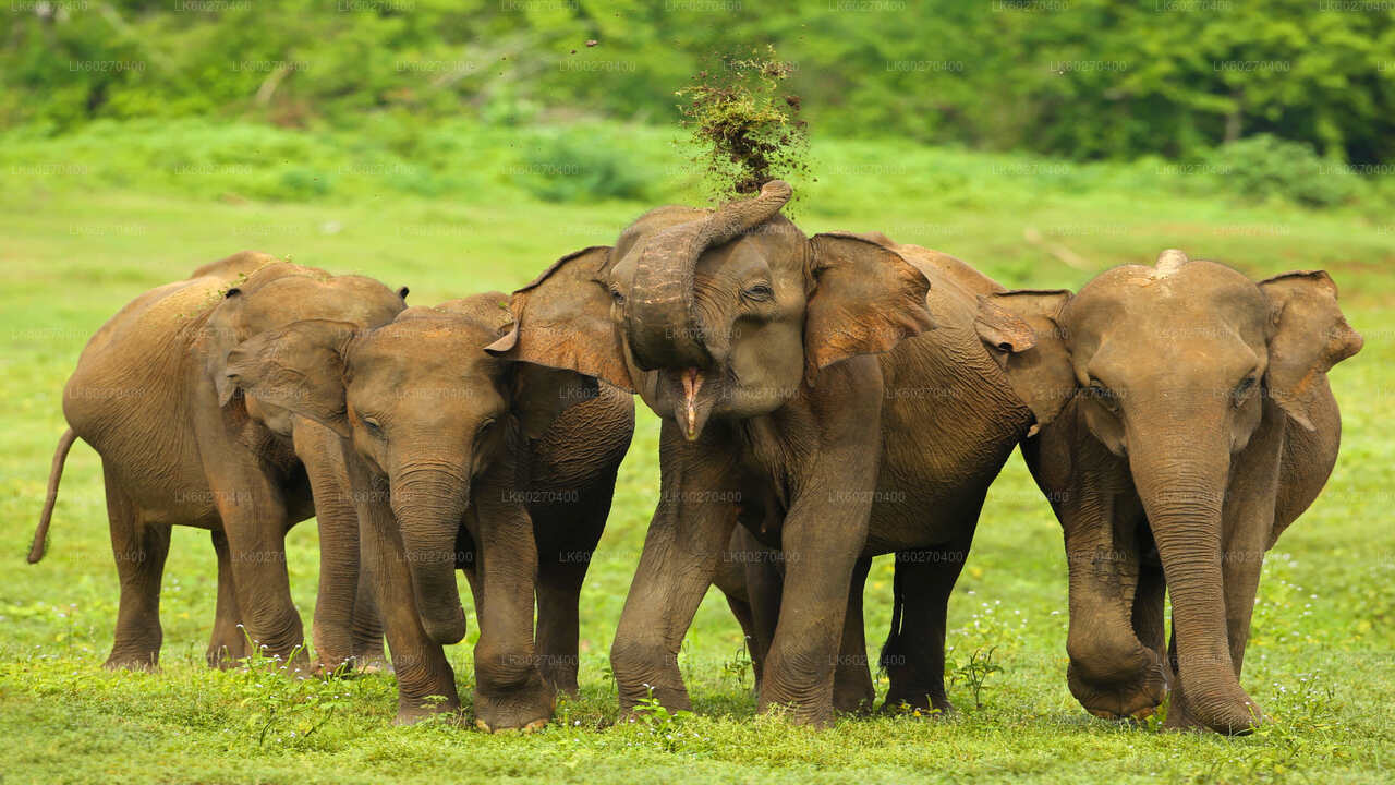 Dikwella'dan Udawalawe Milli Parkı Safari