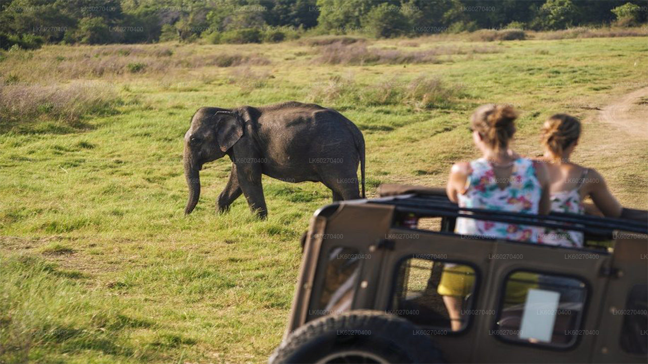 Dikwella'dan Udawalawe Milli Parkı Safari