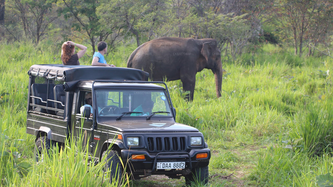 Dikwella'dan Udawalawe Milli Parkı Safari