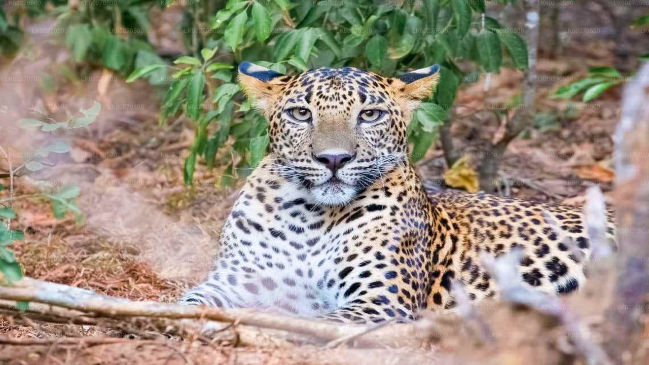 Yala National Park Safari from Dikwella