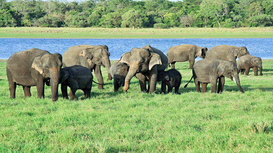 Hambantota'dan Udawalawe Ulusal Parkı Safarisi