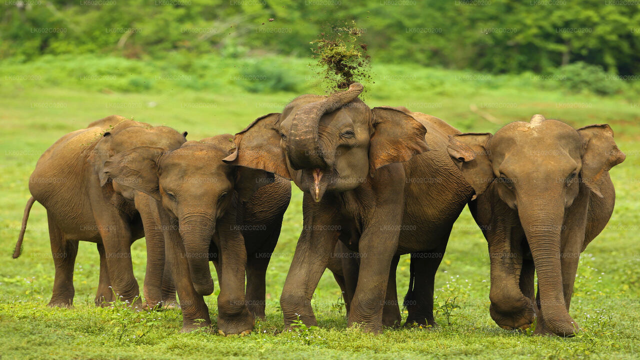 Weligama'dan Udawalawe Milli Parkı Safari
