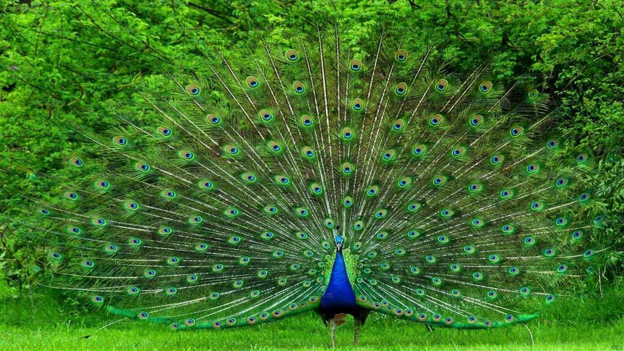 Weligama'dan Udawalawe Milli Parkı Safari