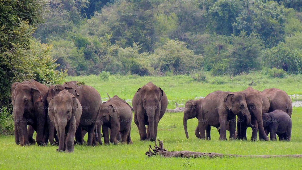 Weligama'dan Udawalawe Milli Parkı Safari