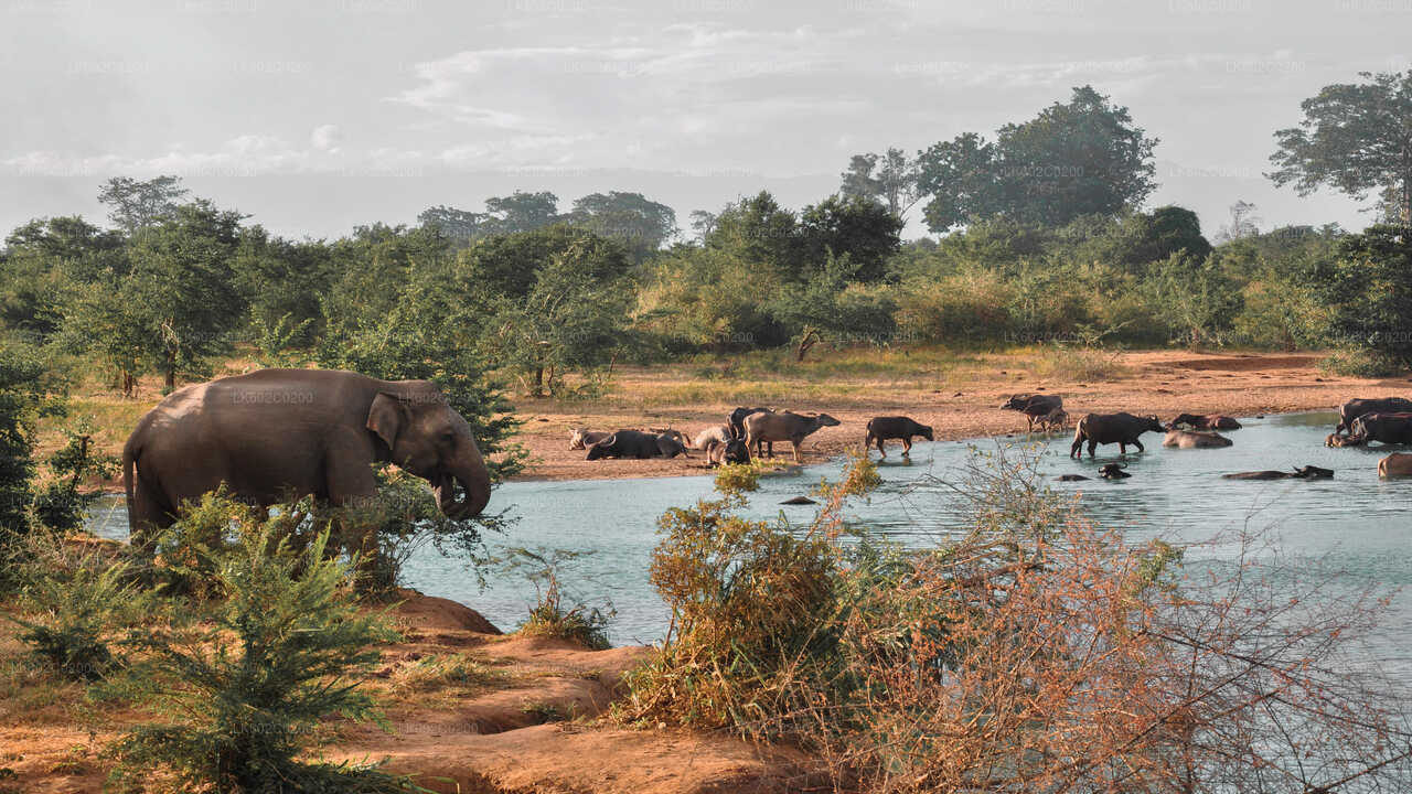 Weligama'dan Udawalawe Milli Parkı Safari