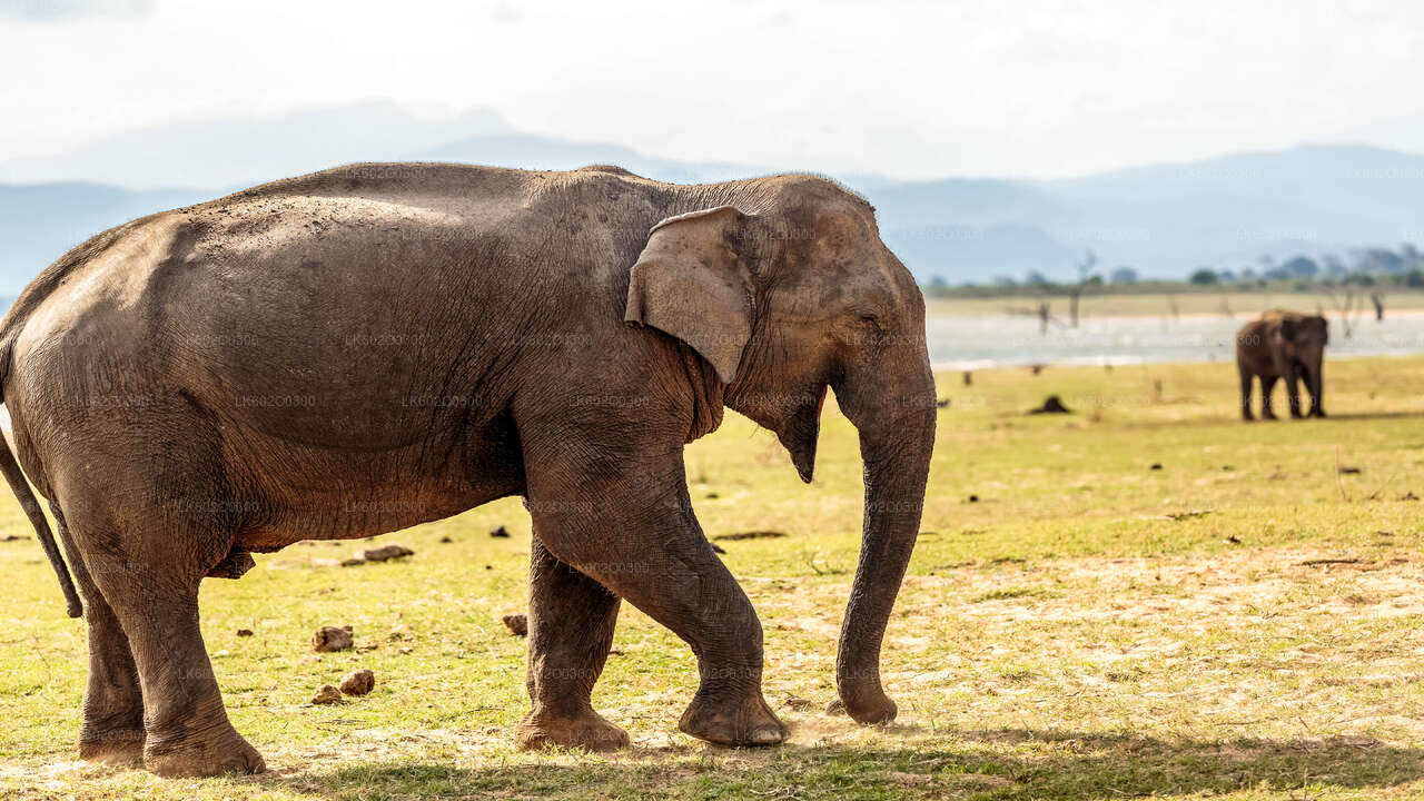 Mirissa'dan Udawalawe Milli Parkı Safari