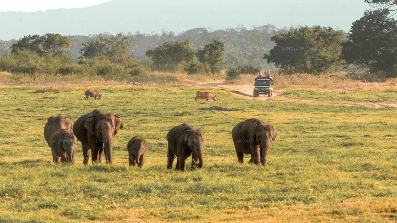 Minneriya Milli Parkı Habarana'dan Özel Safari