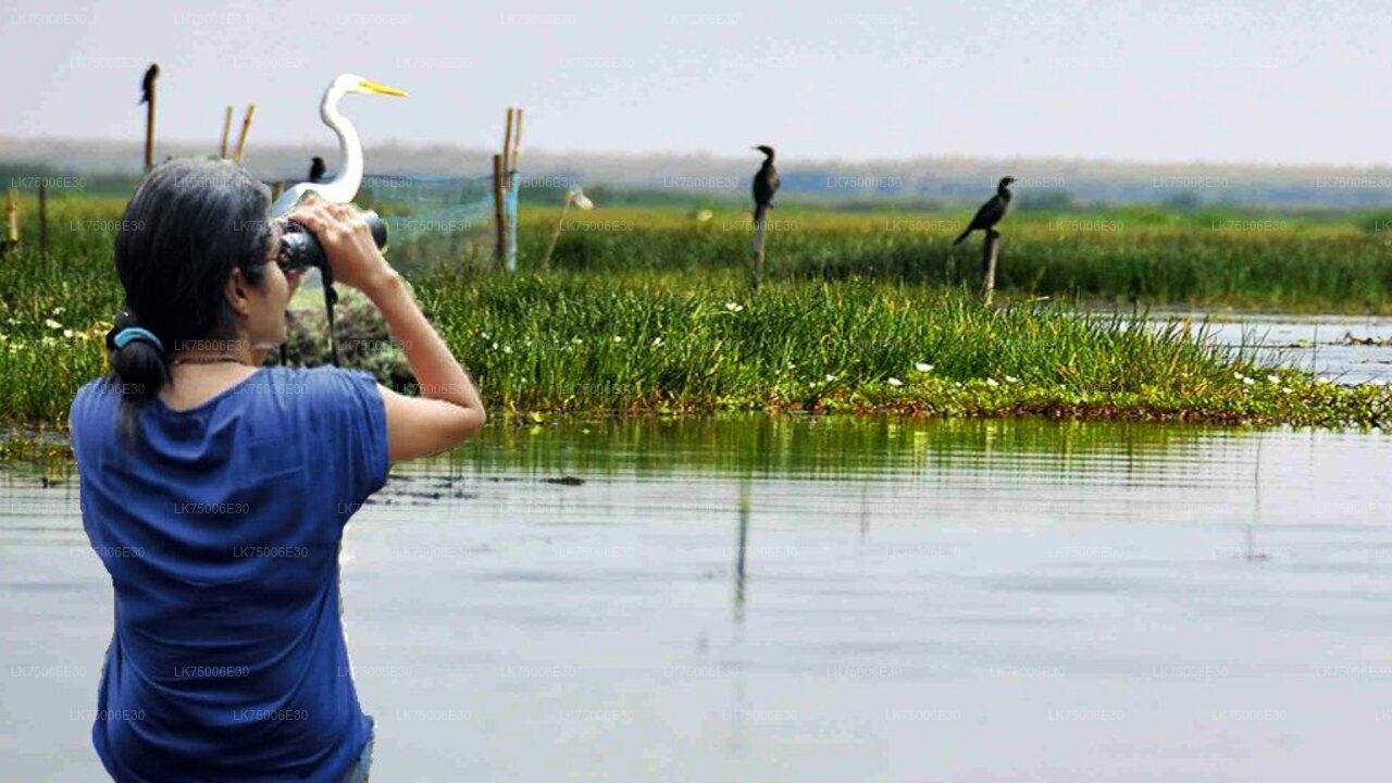 Birdwatching by Boat at Kalametiya Sanctuary from Tangalle