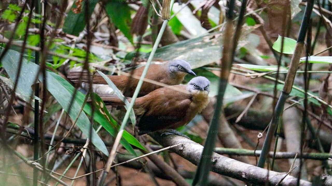 Birdwatching from Kitulgala