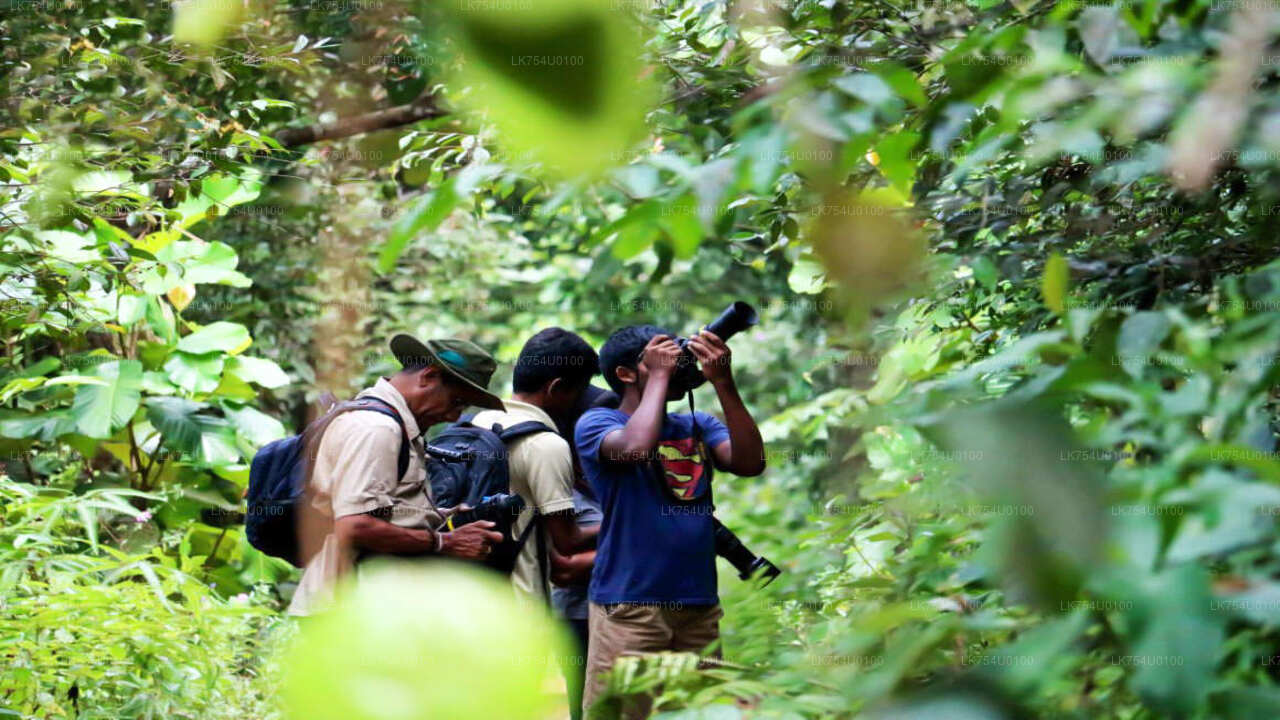 Sinharaja Yağmur Ormanı"ndan Kuş Gözlemciliği