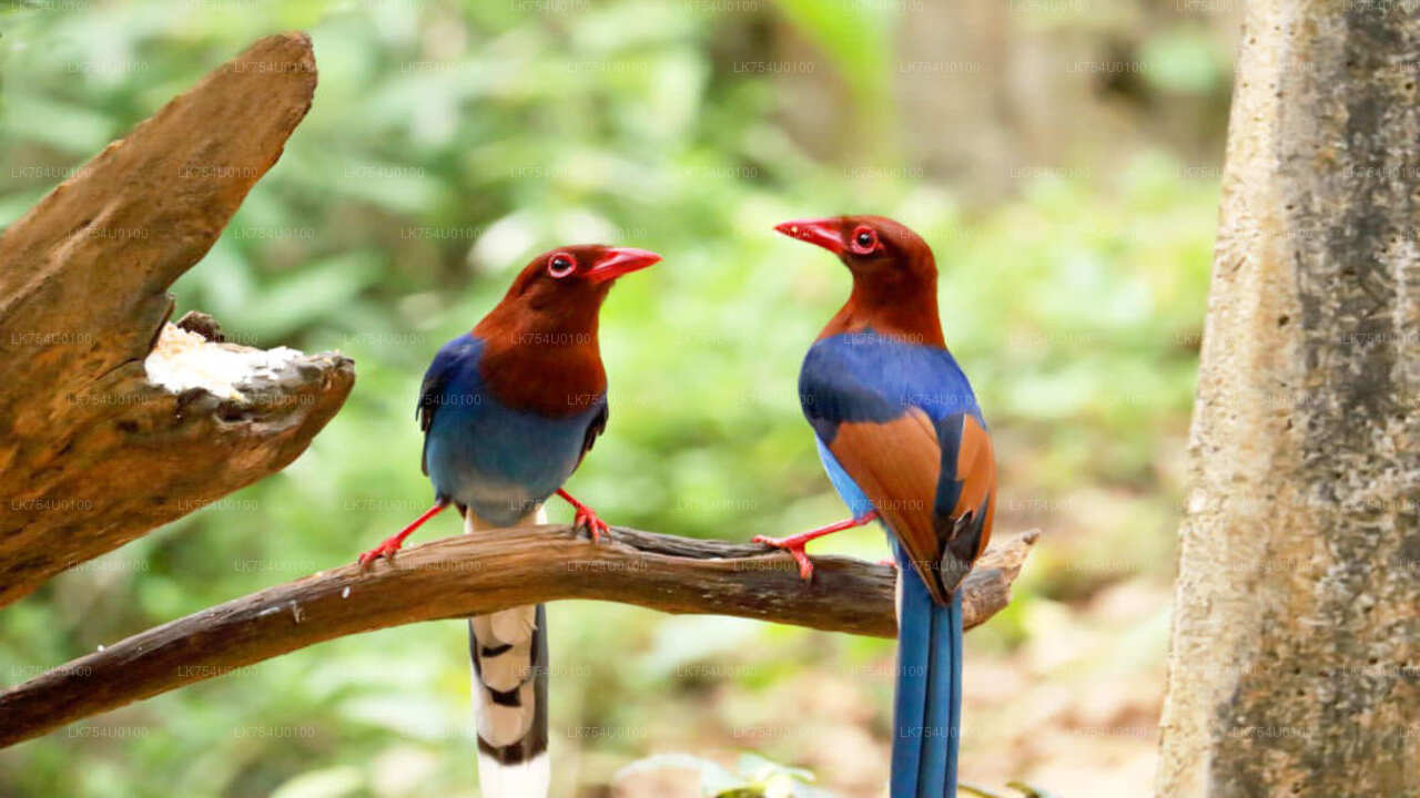 Sinharaja Yağmur Ormanı"ndan Kuş Gözlemciliği