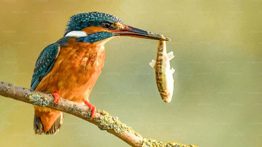 Kumana Milli Parkı'nda Kuş Gözlemciliği Safari