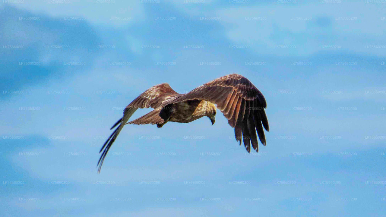 Lavinia Dağı'ndan Muthurajawela Bataklığı Kuş Gözlemciliği