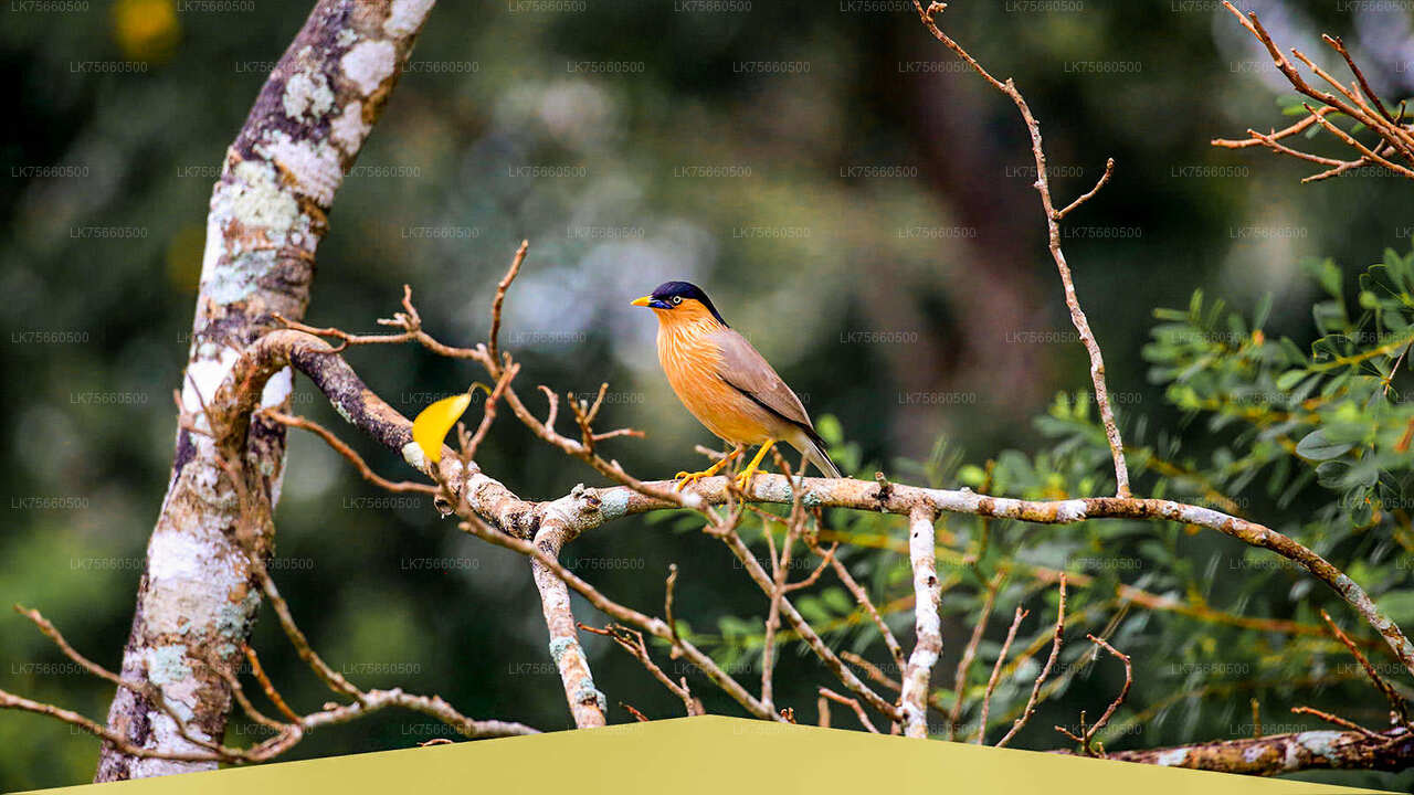 Lavinia Dağı'ndan Udawalawe Ulusal Parkı'nda Kuş Gözlemciliği Safarisi