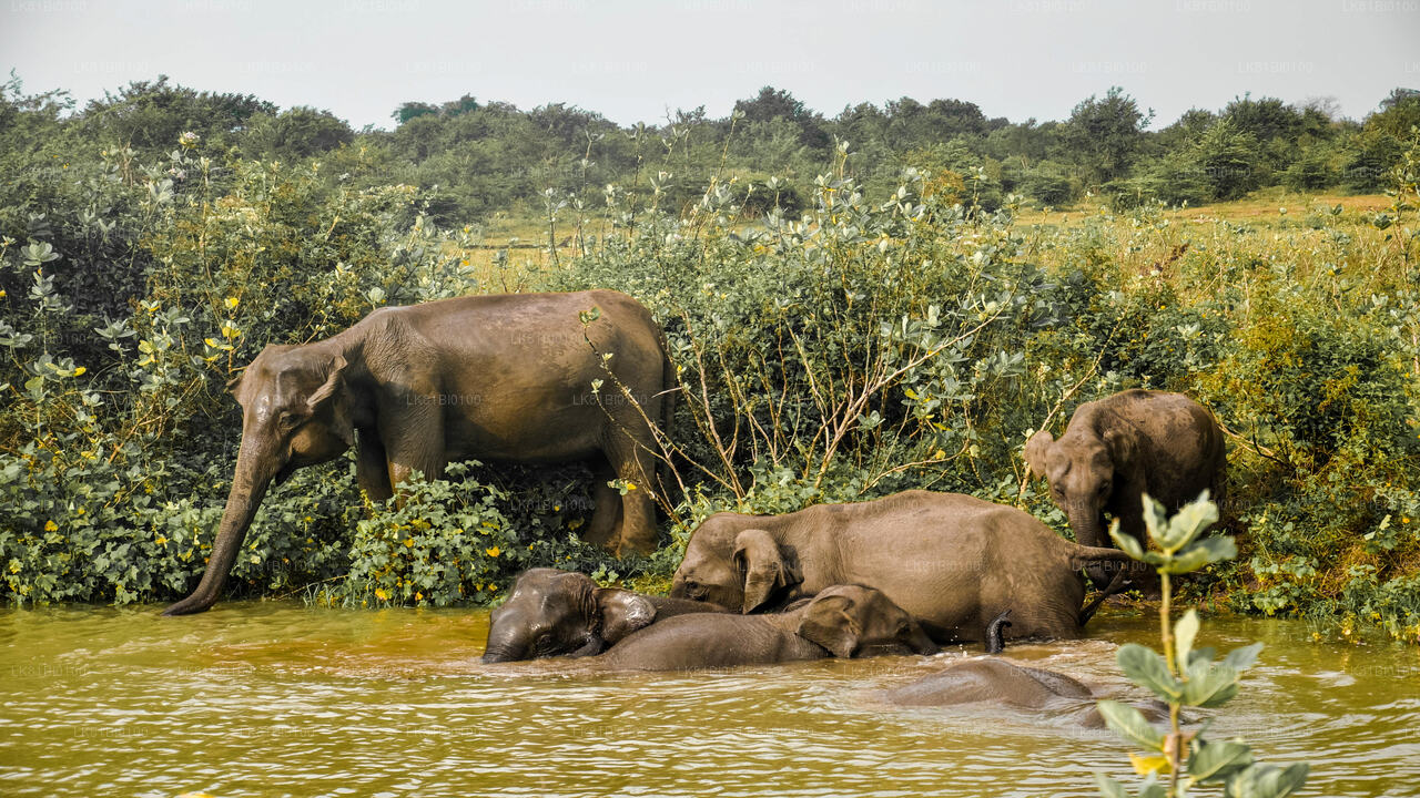 Hambantota Limanı'ndan Udawalawe Milli Parkı Safari