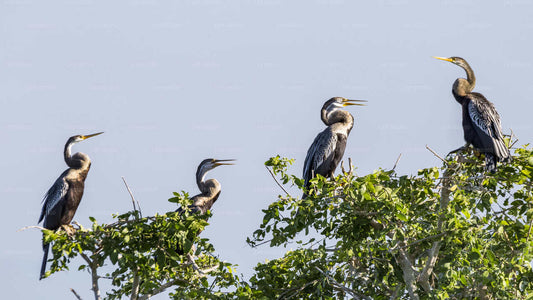 Hambantota Limanı'ndan Bundala Ulusal Parkı Safari