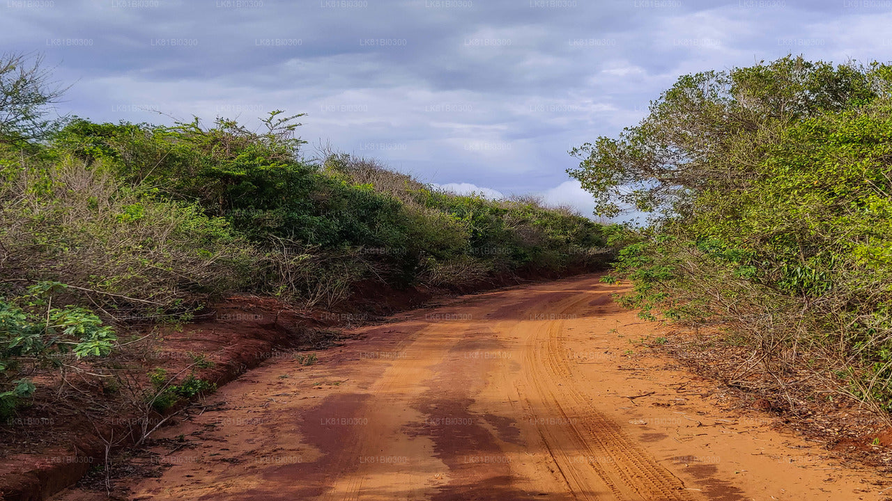 Hambantota Limanı'ndan Bundala Ulusal Parkı Safari